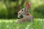 Easter EARS